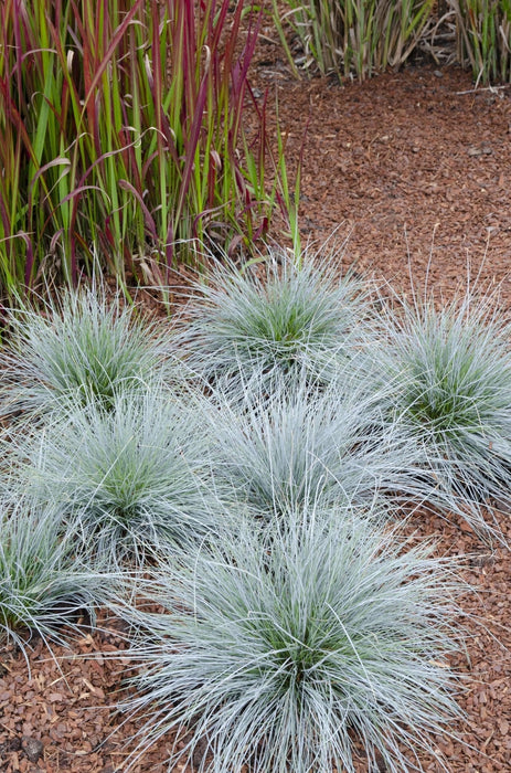 Festuca Glauca 'Azura Blue'