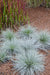 Festuca Glauca 'Azura Blue'