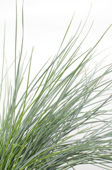 Festuca Glauca 'Azura Blue'