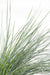 Festuca Glauca 'Azura Blue'