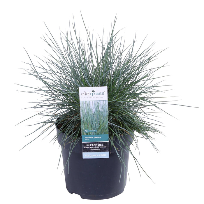 Festuca Glauca 'Azura Blue'