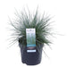 Festuca Glauca 'Azura Blue'