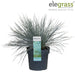 Festuca Glauca 'Azura Blue'