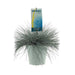 Festuca Glauca Intense Blue