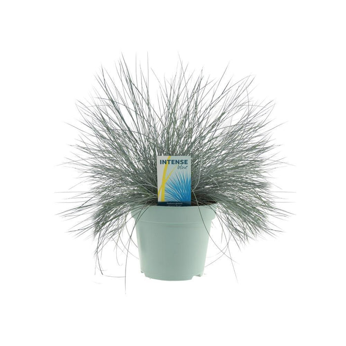 Festuca Glauca Intense Blue