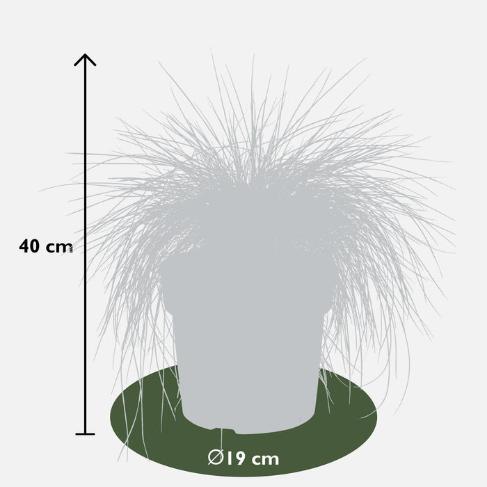 Blåsvingel - ↨40Cm - Ø19 - Uteanlegg