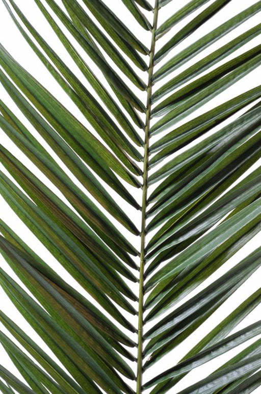 Kunstig Phoenix Canariensis Palmeblad 150 Cm