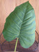 Kunstig Philo Leaf 63Cm Interiørdekorasjon