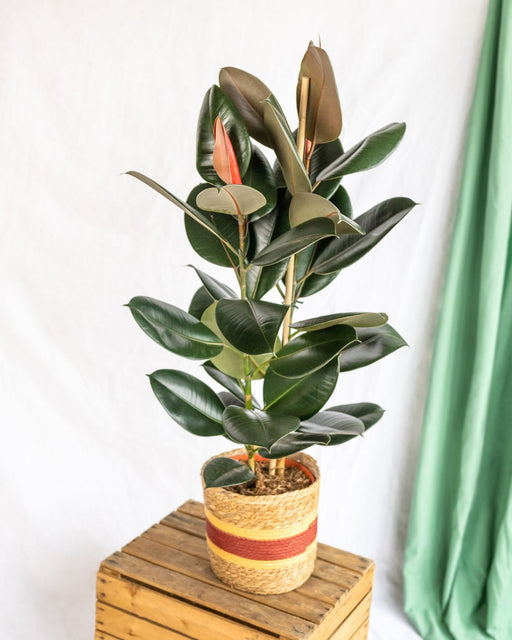 Ficus Abidjan Xl