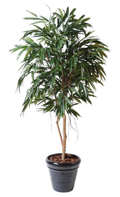 Kunstig Ficus Alii 190 Cm For Interiørdekorasjon