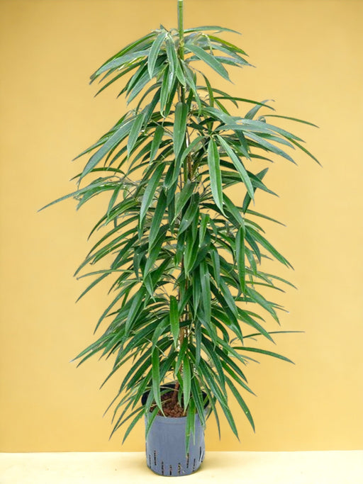 Ficus Alii Hydrokultur