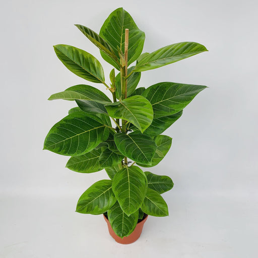 Ficus Altissima