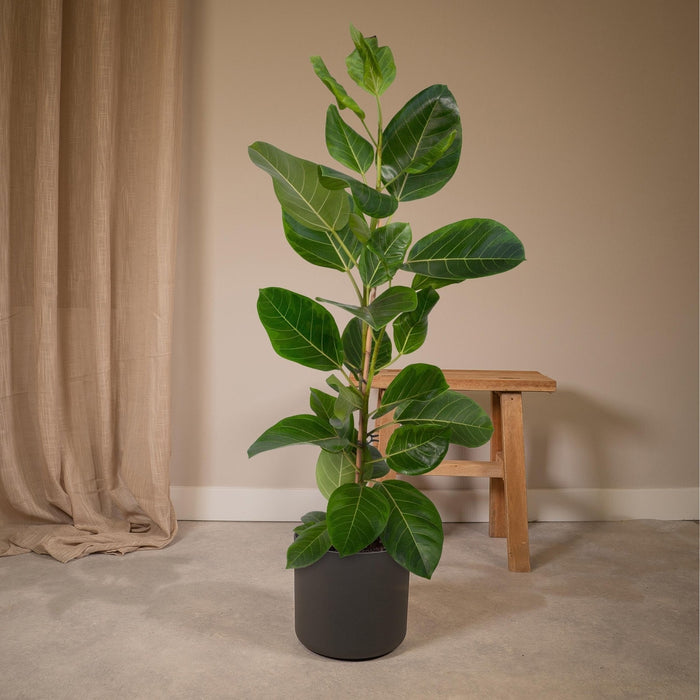 Ficus Altissima H85Cm