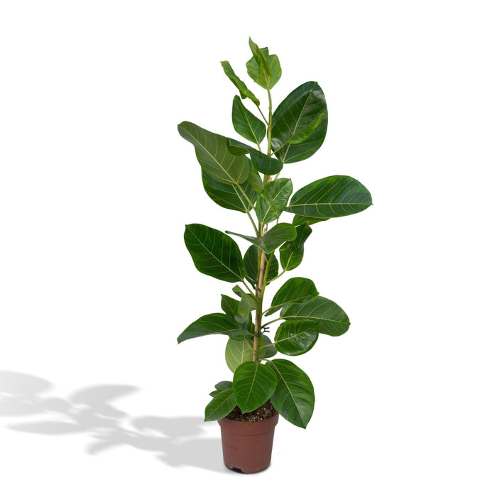 Ficus Altissima H85Cm