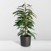 Ficus Amstel King H95Cm