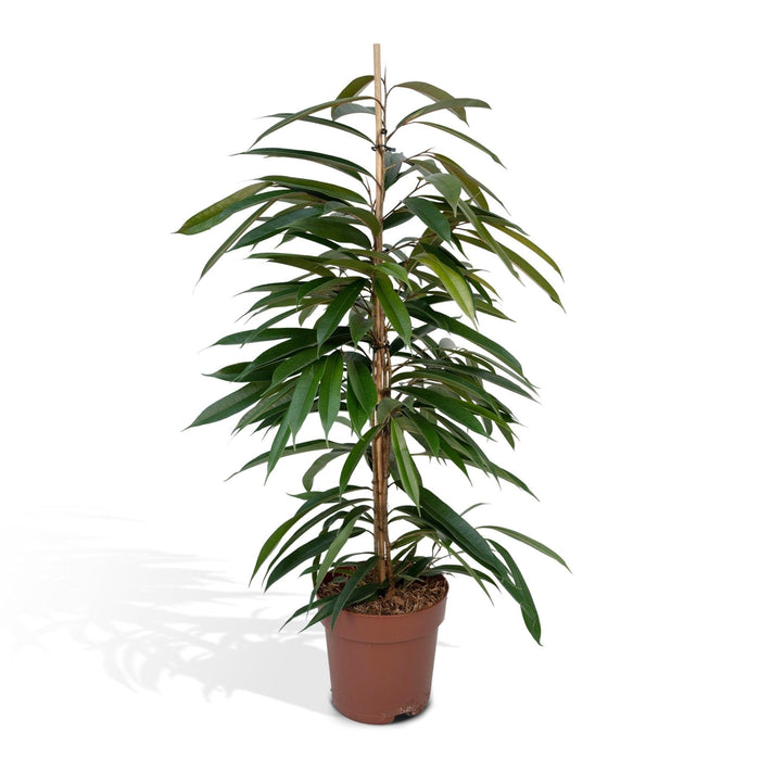 Ficus Amstel King H95Cm