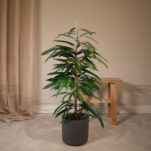 Ficus Amstel King H95Cm