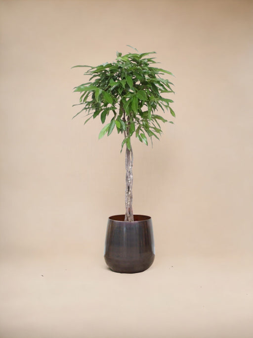 Ficus Amstel Royal Flettet Stamme