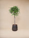 Ficus Amstel Royal Flettet Stamme