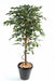 Kunstig Ficus 120 Cm Innendørs Dekorativ Plante