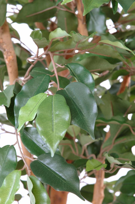 Kunstig Ficus 150 Cm Innendørs Dekorativ Plante