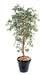 Kunstig Ficus 180 Cm Enkel Stamme Spraglete