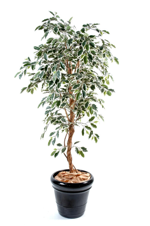 Kunstig Ficus 180 Cm Enkel Stamme Spraglete