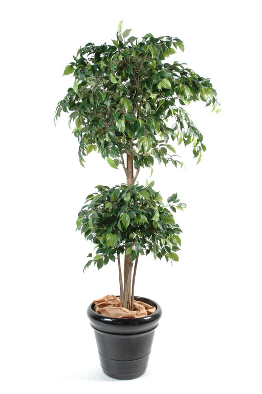 Kunstig Ficus Dobbel Ball 150Cm Interiørdekorasjon