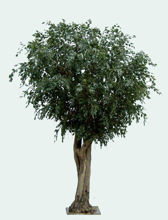 Kjempe Kunstig Ficus 350 Cm Innendørs Plante