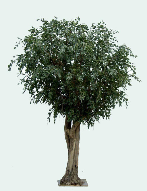 Gigantisk Kunstig Ficus For Innendørs 500 Cm