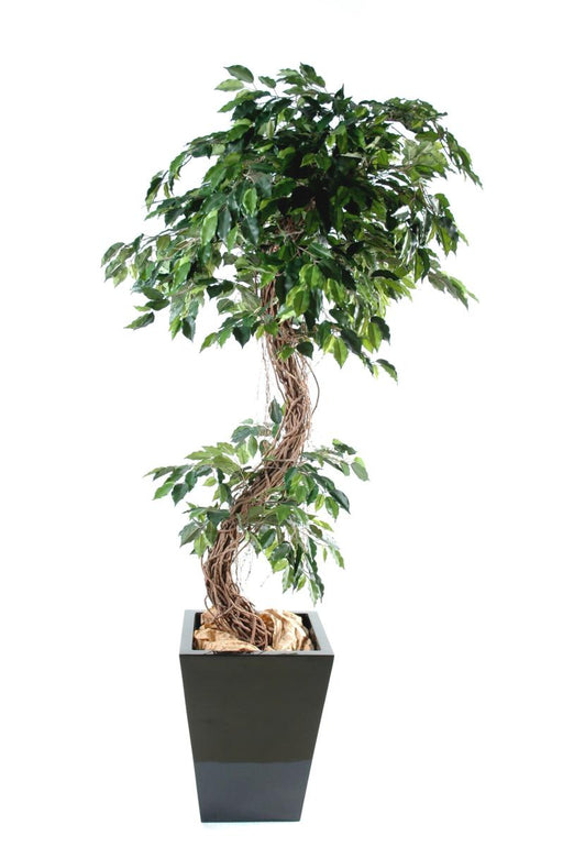 Kunstig Ficus Lianas 180 Cm Inneplante