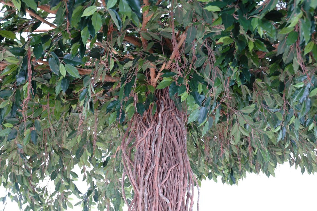 Kunstig Ficus Lianas Paraply 320 Cm Innendørs Plante