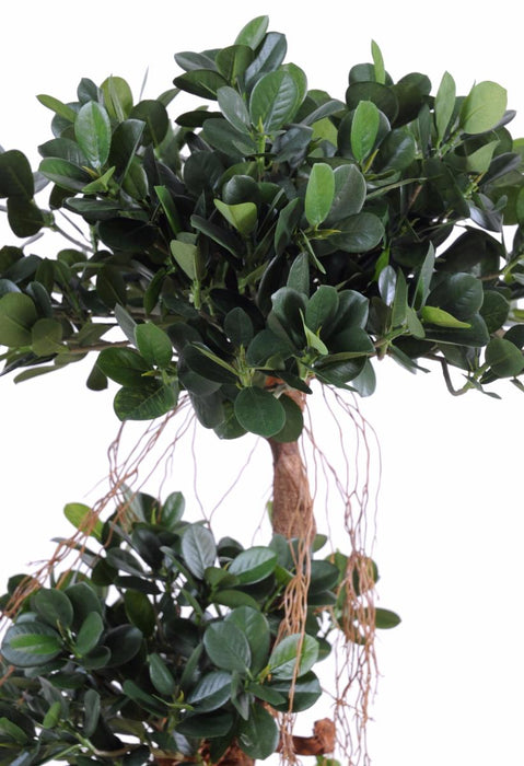 Kunstig Ficus Microcarpa 170Cm Innendørs Plante