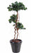 Kunstig Ficus Microcarpa 170Cm Innendørs Plante