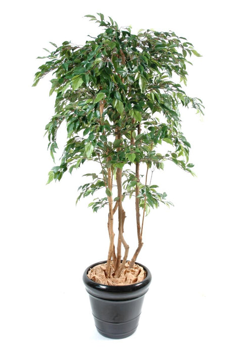 Kunstig Ficus Multi-Stems 150 Cm Innendørs Plante