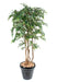 Kunstig Ficus Multi-Stems 150 Cm Innendørs Plante