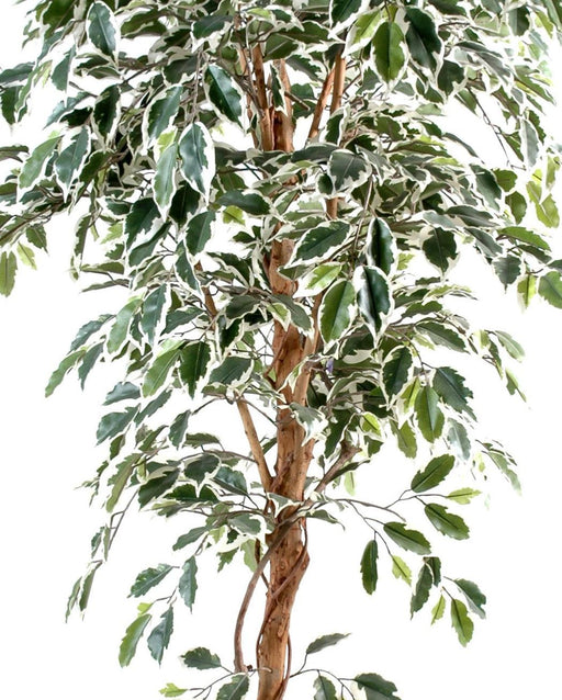 Spraglete Kunstig Ficus 150 Cm Enkeltstamme