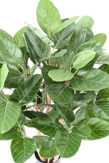 Kunstig Ficus Audrey 100 Cm I Dekorativ Potte