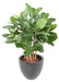 Kunstig Ficus Audrey 100 Cm I Dekorativ Potte