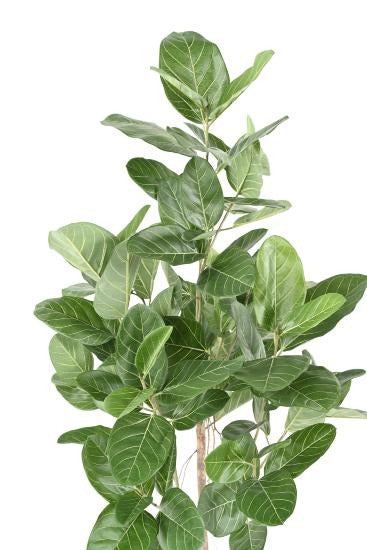 Ficus Audrey Kunstig 150 Cm Innendørs Plante