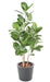 Ficus Audrey Kunstig 150 Cm Innendørs Plante