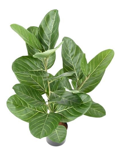 Kunstig Ficus Audrey 62 Cm Innendørs Plante