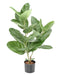 Kunstig Ficus Audrey 62 Cm Innendørs Plante