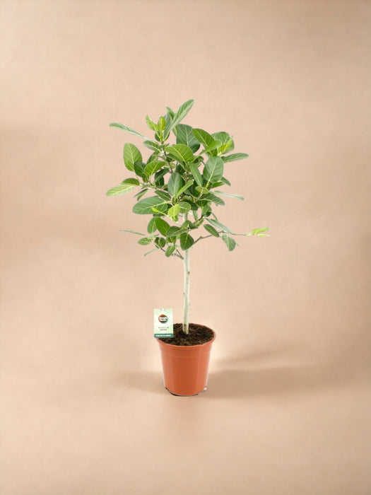 Ficus Benghalensis Audrey