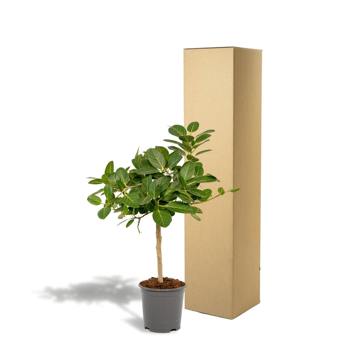 Ficus Benghalensis H75Cm