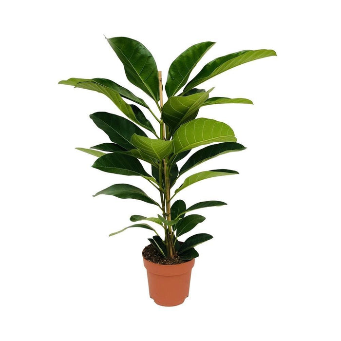 Ficus Benghalensis Roy