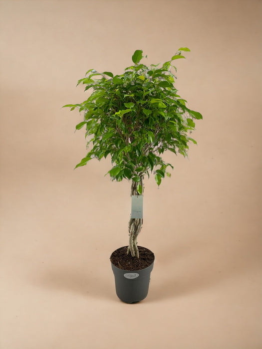 Ficus Benjamina Exotica Gevlochten Stam P24