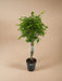 Ficus Benjamina Exotica Gevlochten Stam P24