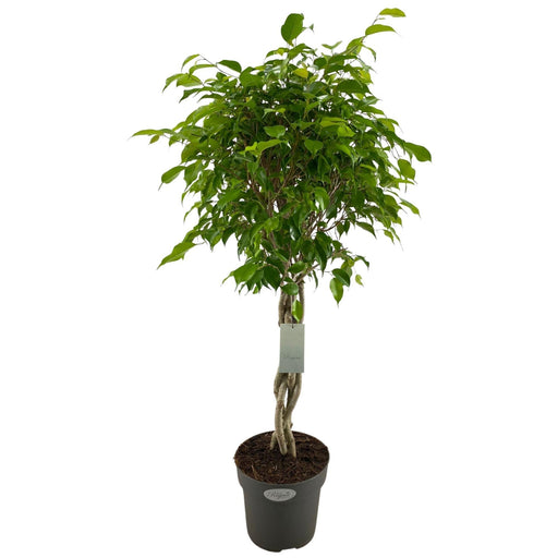 Ficus Benjamina Exotica Gevlochten Stam P24