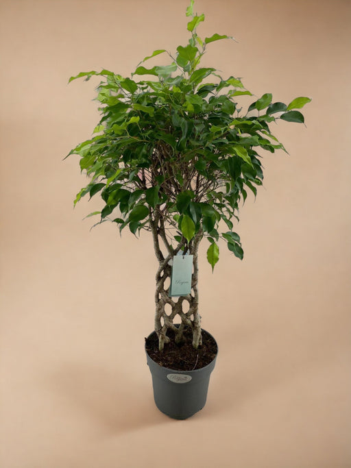 Ficus Benjamina Exotica Mat P24